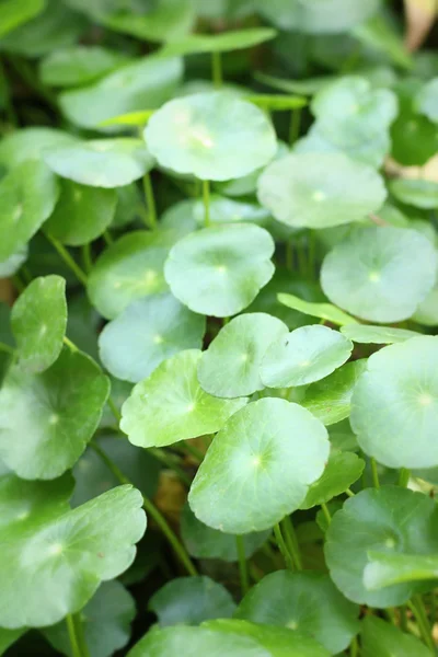 Listy zelené v přírodě — Stock fotografie