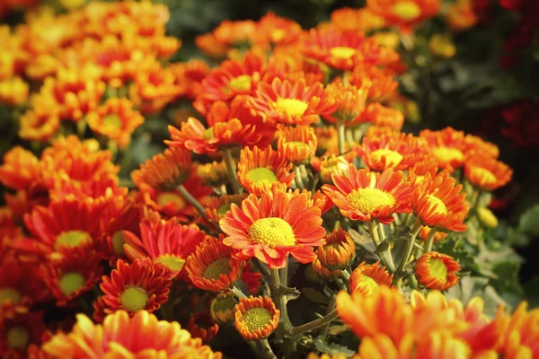 Chrysanthemenblüten mit der Natur — Stockfoto