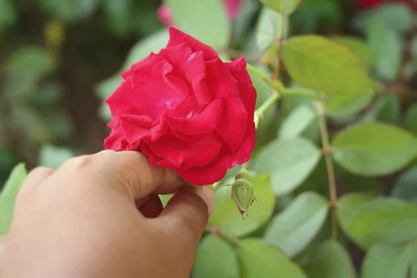 Rosa vermelha bonita na natureza — Fotografia de Stock