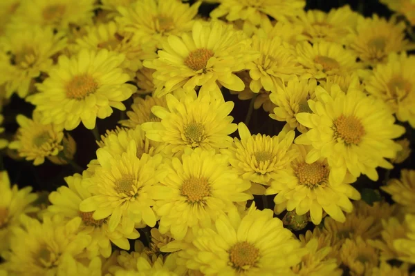 Flores de crisantemo con la naturaleza — Foto de Stock