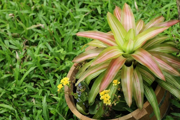 Primer plano del árbol de la piña — Foto de Stock