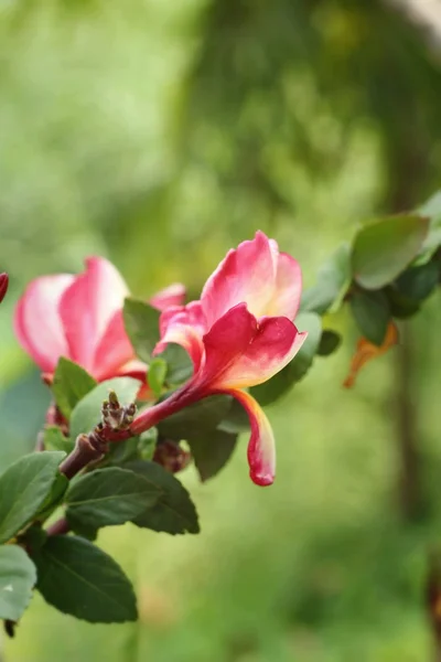 Rote Frangipani-Blüten in der Natur — Stockfoto