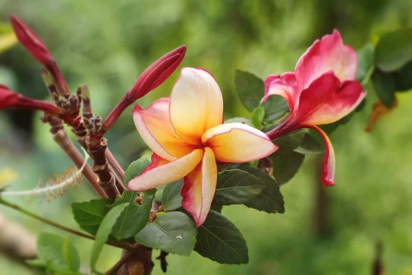 Red frangipani flowers in the nature — Stock Photo, Image