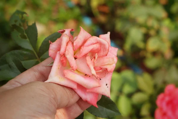 Rosa hermosa en la naturaleza en la mano —  Fotos de Stock