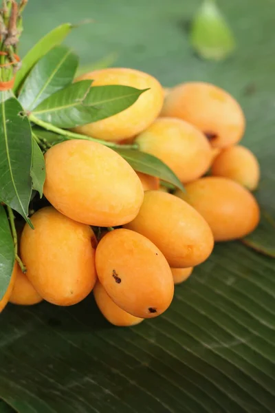 Marian plum fruit - asia fruit — Stock Photo, Image