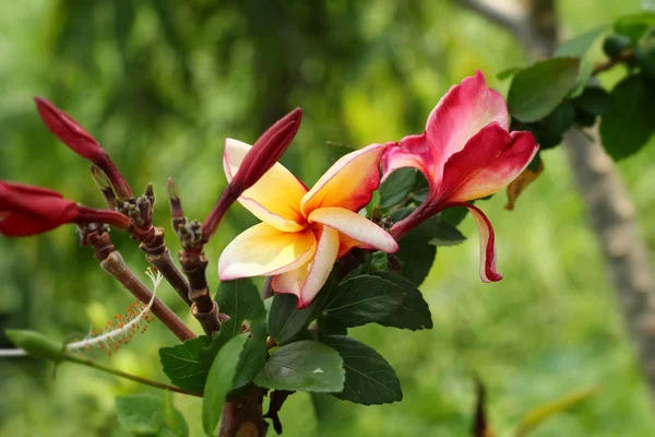 Red frangipani flowers in the nature — Stock Photo, Image