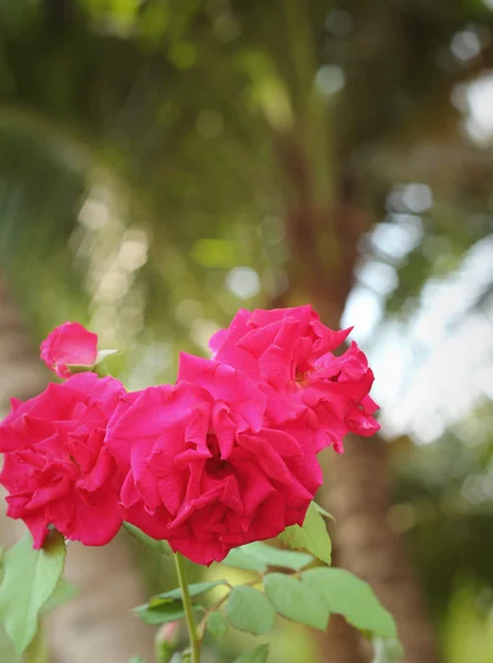 Röd ros vackra på natur — Stockfoto