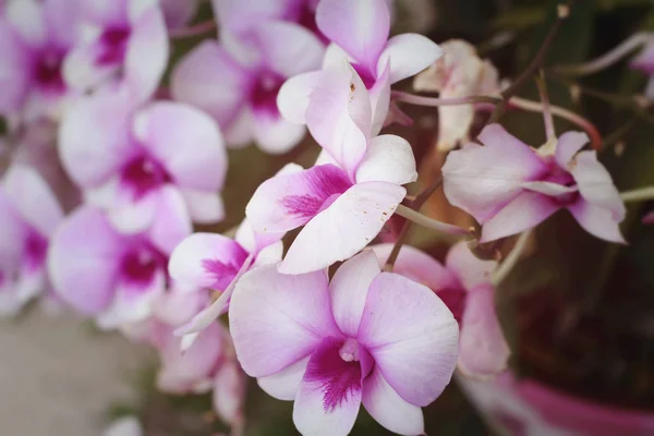 Květy orchidejí s přírodou — Stock fotografie