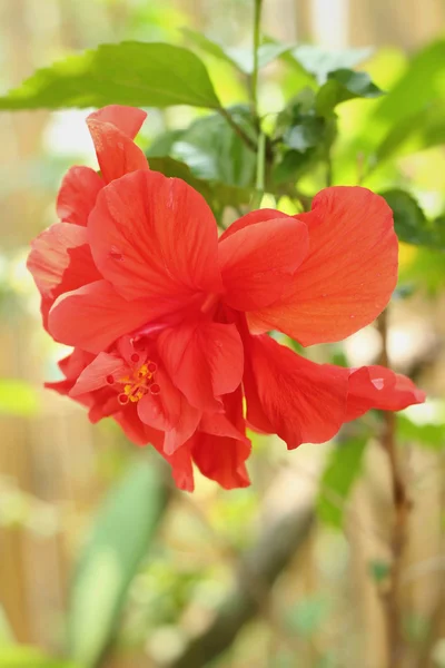 Hibiscus flowers  in the nature — Stock Photo, Image