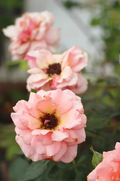 Mooie rozen in de natuur — Stockfoto