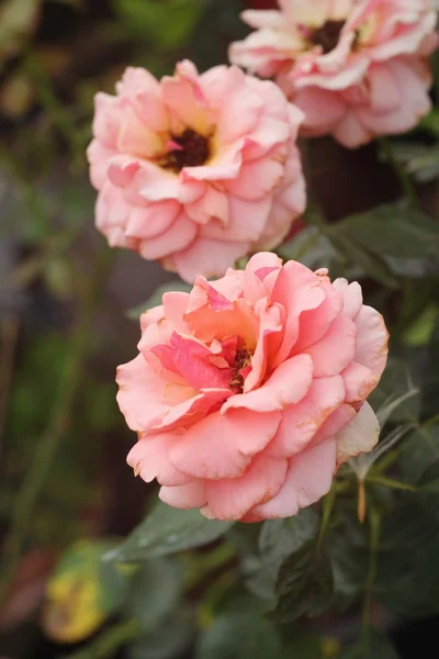 Mooie rozen in de natuur — Stockfoto