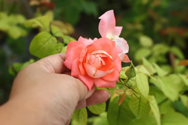 Lindas rosas na natureza — Fotografia de Stock