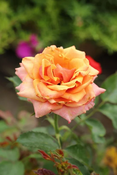Hermosas rosas en la naturaleza — Foto de Stock