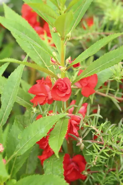 Red flower in the nature — Stock Photo, Image