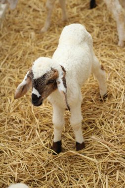 Çiftlikte pek çok kuzular.