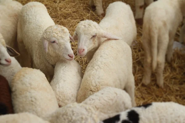 Many lambs on the farm. — Stock Photo, Image