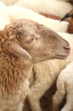 Çiftlikte pek çok kuzular.