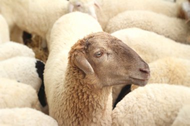 Çiftlikte pek çok kuzular.