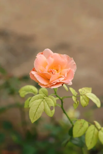 Beautiful roses in the nature — Stock Photo, Image