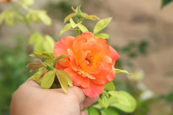 Mooie rozen in de natuur — Stockfoto