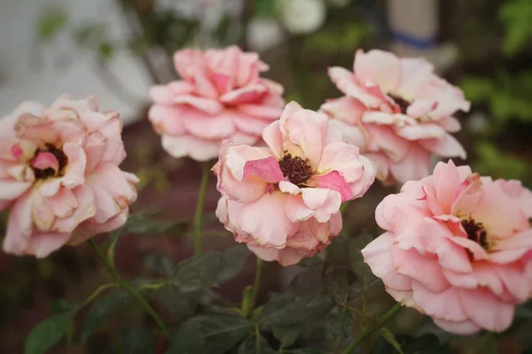 Mooie rozen in de natuur — Stockfoto