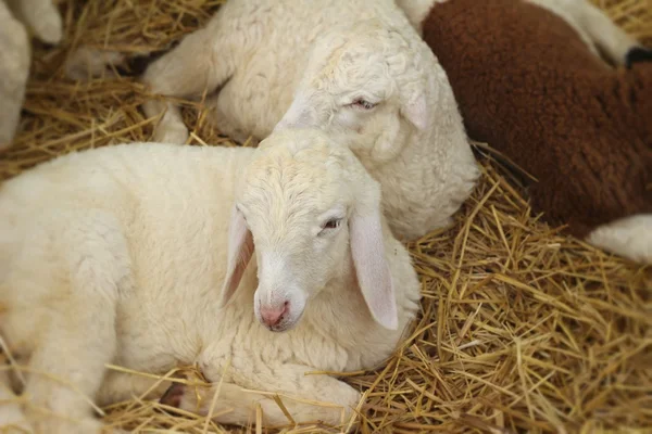 Many lambs on the farm. — Stock Photo, Image