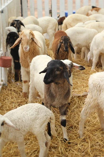 Many lambs on the farm. — Stock Photo, Image
