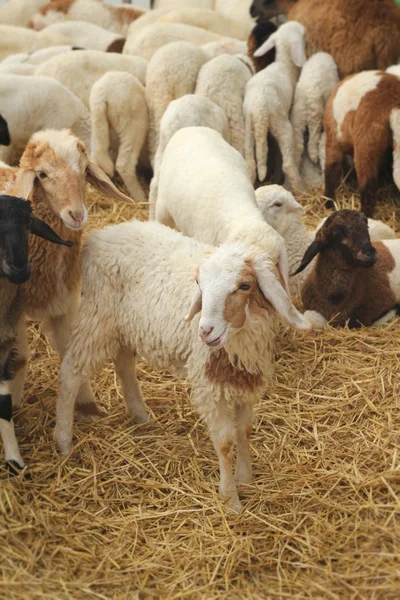 Many lambs on the farm. — Stock Photo, Image