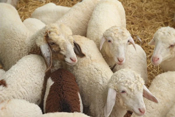 Viele Lämmer auf dem Hof. — Stockfoto