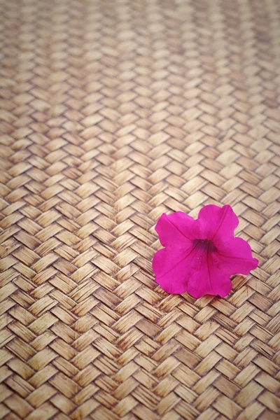 Flores petúnias rosa no fundo de madeira — Fotografia de Stock