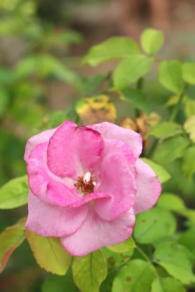 Schöne Rosen in der Natur — Stockfoto