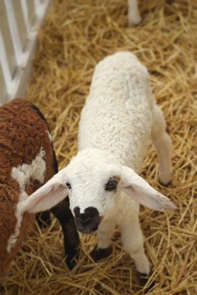 Many lambs on the farm. — Stock Photo, Image