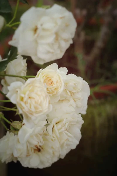 Belle rose nella natura — Foto Stock