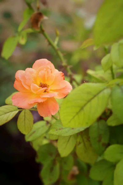 Hermosas rosas en la naturaleza —  Fotos de Stock