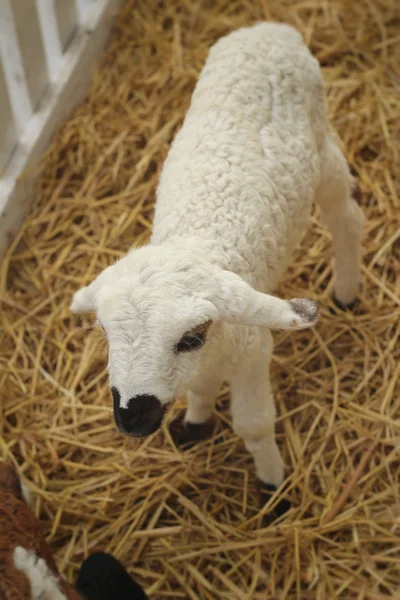 Many lambs on the farm. — Stock Photo, Image