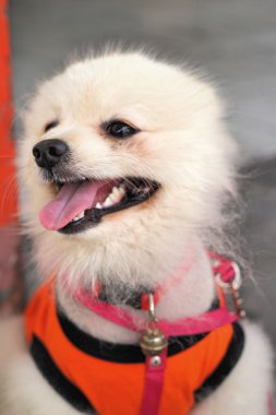 Pomeranya köpeği beyaz güzel Park.