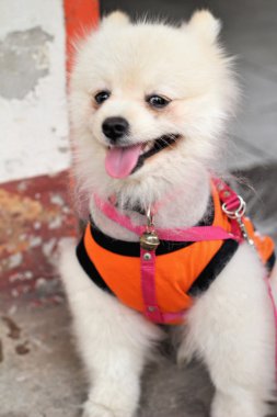 Pomeranya köpeği beyaz güzel Park.