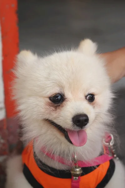 Pommeren hond witte heerlijk in het park. — Stockfoto