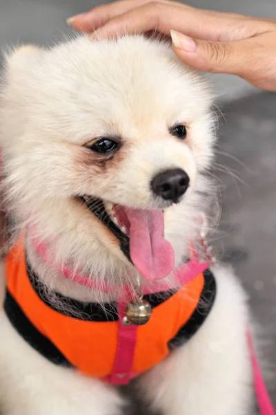 Pomerania perro blanco precioso en el parque . — Foto de Stock