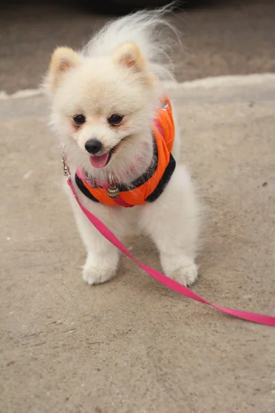 Pommeren hond witte heerlijk in het park. — Stockfoto