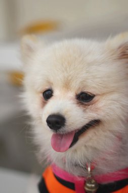 Pomeranya köpeği beyaz güzel Park.