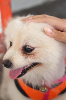 Pomeranya köpeği beyaz güzel Park.