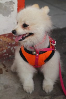 Pomeranya köpeği beyaz güzel Park.