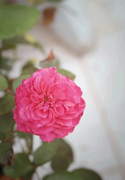 Hermosas rosas en la naturaleza — Foto de Stock