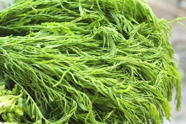 Akasya pennata Tay taze Pazar