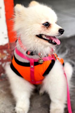 Pomeranya köpeği beyaz güzel Park.