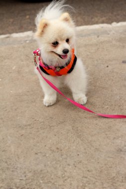 Pomeranya köpeği beyaz güzel Park.