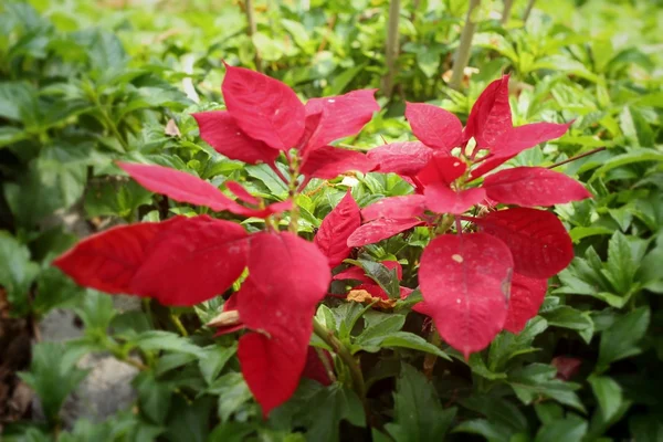 自然と赤いポインセチアの花 — ストック写真