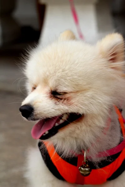 Το υπέροχο λευκό Pomeranian σκύλος στο πάρκο. — Φωτογραφία Αρχείου