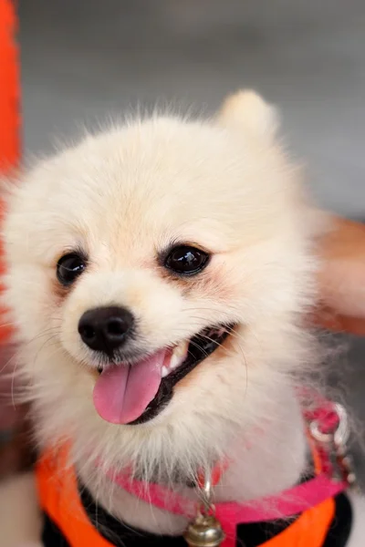 Pomeranian cão branco adorável no parque . — Fotografia de Stock